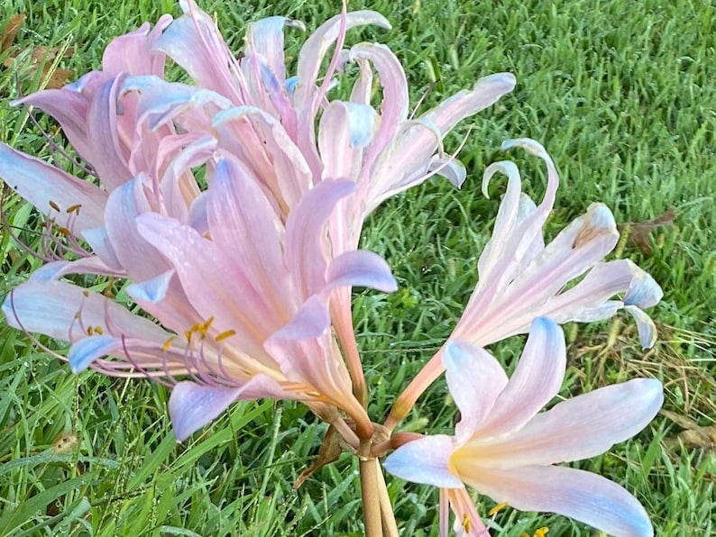 May include: A cluster of delicate pink and blue flowers with long, slender petals. The flowers are arranged in a loose bouquet and have a soft, ethereal appearance.