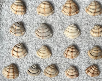 Various seashells