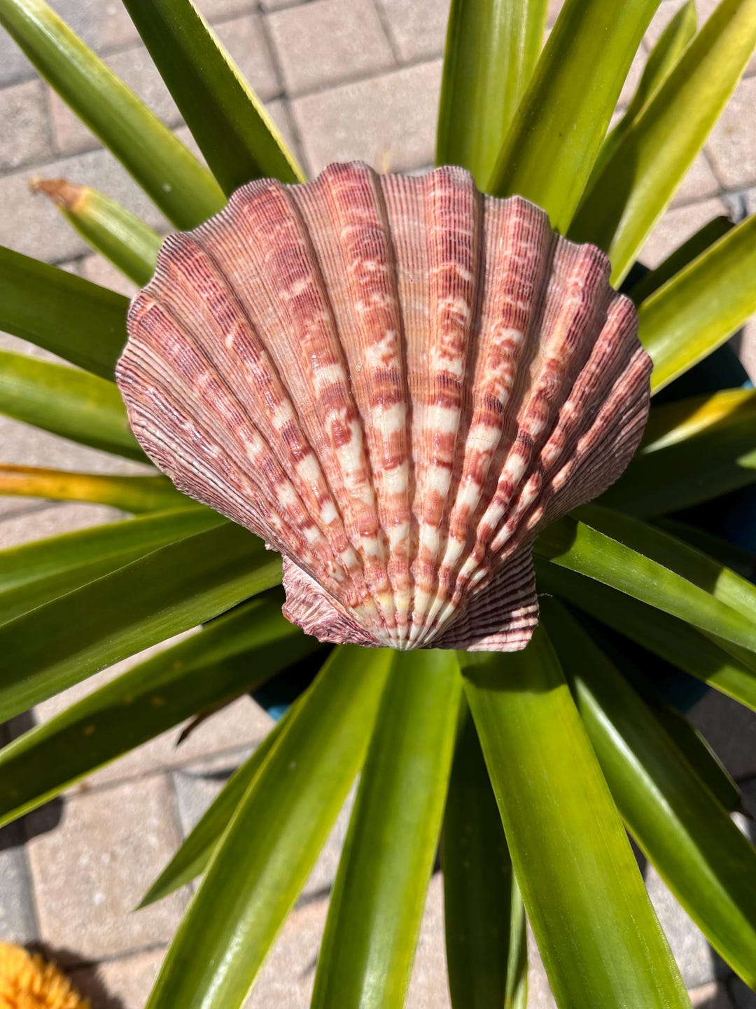 Huge Lion Paw Shell - Etsy