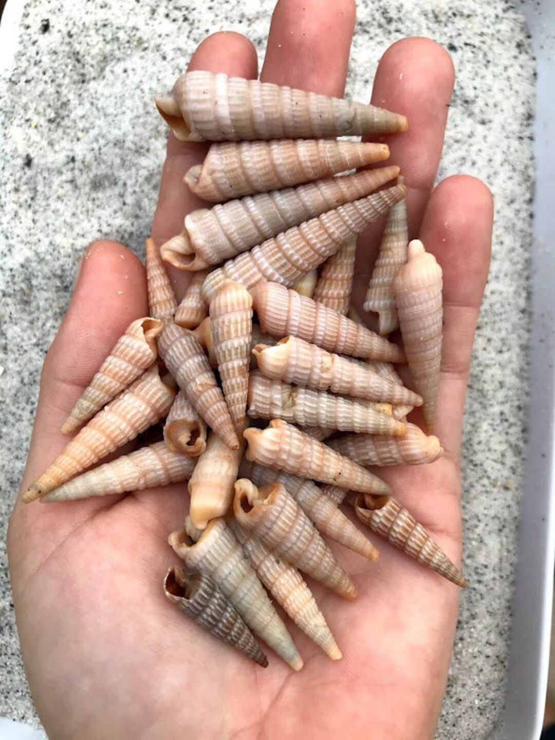 Common Auger Shell - Etsy