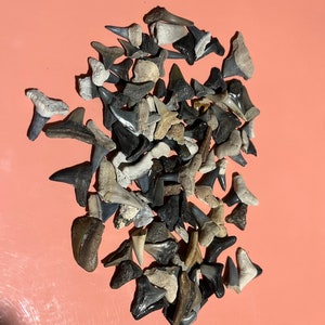 Shark Teeth