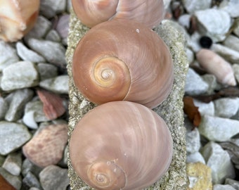 Random Sea Shells Mixed Beach Seashells 9 Kinds 1.2 3.5 - Temu