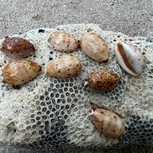 Lynx cowrie shell