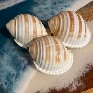 Tessellierte Tun-Muschel