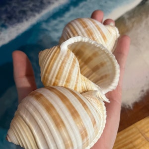 Tessellated Tun Shell - Etsy