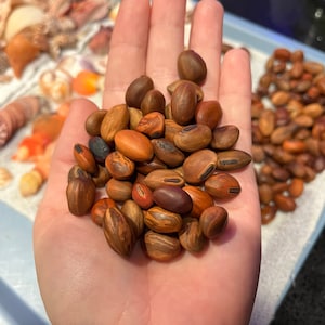 Sea bean/Bay bean