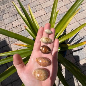 Cowrie Shell