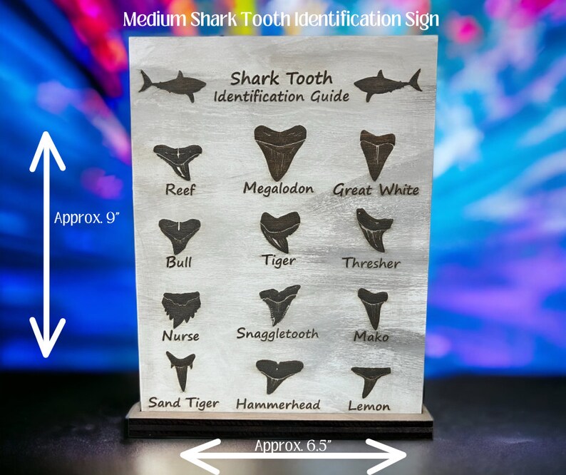 Shark Tooth Identification Guide medium. Shark Teeth Guide. Etsy