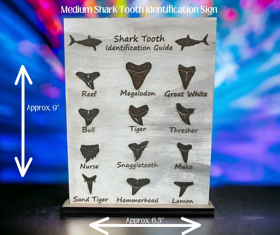 Shark Tooth Identification Guide medium. Shark Teeth Guide. Etsy