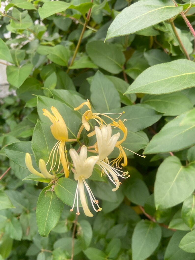 Japanese Honeysuckle Fresh Tincture lonicera Japonica Jin Etsy