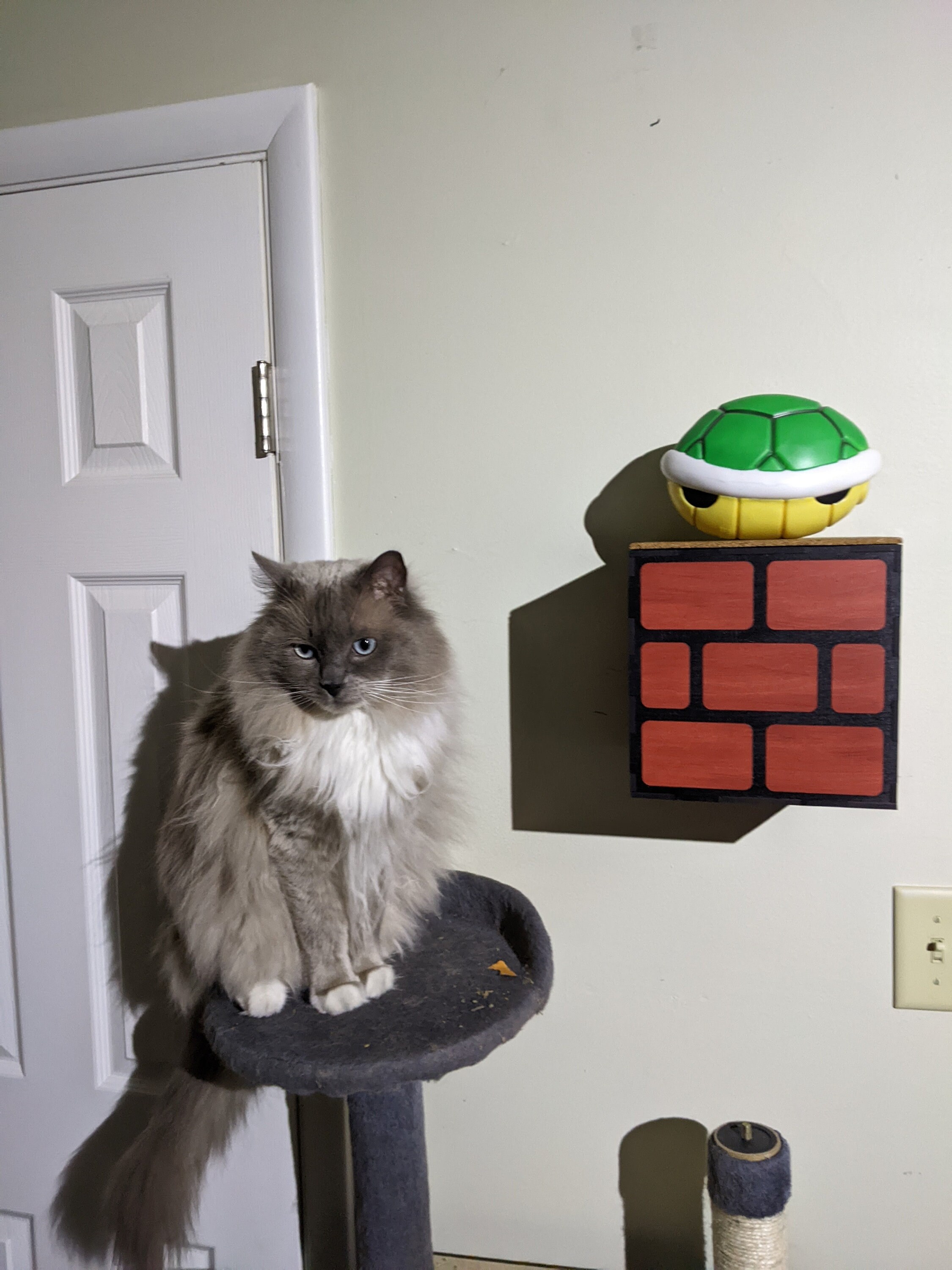 Mario cat shelves cheap