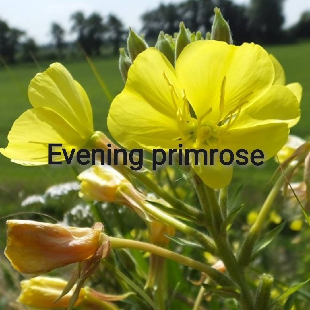 Common Evening-Primrose Seeds/Graines d'onagre Bisannuelle | Oenothera Biennis X 200