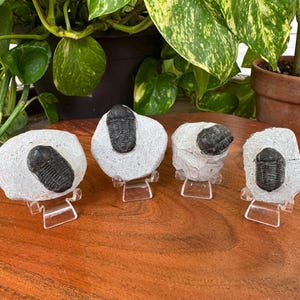 May include: Four fossilized trilobites on small white rock bases, each displayed on a clear plastic stand. The trilobites are black and have a distinctive segmented body shape.