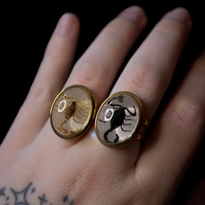 K&ouml;nnte beinhalten: Zwei goldene Ringe mit ovalen, durchsichtigen Harzeins&auml;tzen, die konservierte Skorpione zeigen. Ein Skorpion ist braun und der andere ist schwarz.