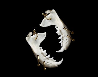 May include: Two white bone jawbones with gold rings and studs, hanging against a black background.