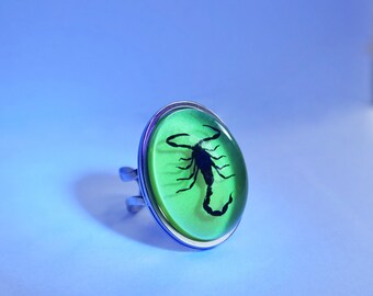 Skorpion Ringe Echter Skorpion