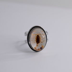 K&ouml;nnte beinhalten: Ein silberner Ring mit einer ovalen Fassung aus klarem Harz, in der sich ein konservierter Skorpion befindet.