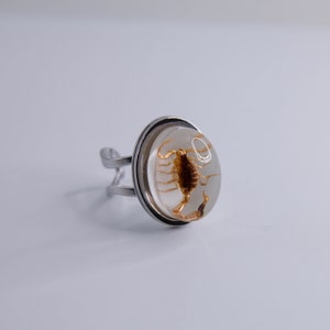 K&ouml;nnte beinhalten: Ein silberner Ring mit einer durchsichtigen Harzkuppel, in der sich ein konservierter Skorpion befindet. Der Skorpion ist braun und hat ein detailliertes, filigranes Design.
