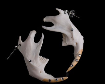 May include: A pair of white bone earrings shaped like animal jaws with rhinestones on the teeth. The earrings are hanging from silver hooks.