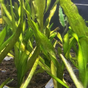 May include: Close-up of aquatic plants with long, vibrant green leaves. The leaves have a slightly textured appearance and are arranged densely, creating a lush, underwater environment. The image captures the natural beauty of aquatic flora.