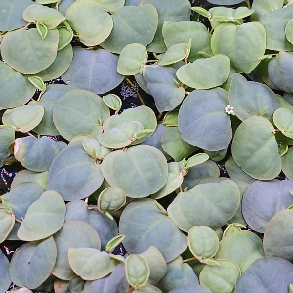 Red Root Floaters
