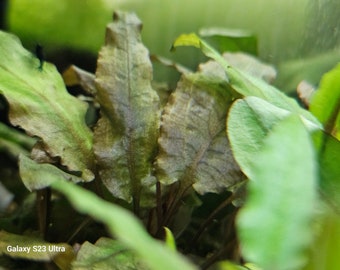 Cryptocoryne Wendtii Brown