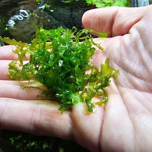 Subwassertang