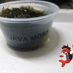 Java Moss 1 Clump