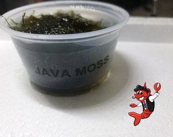 Java Moss 1 Clump