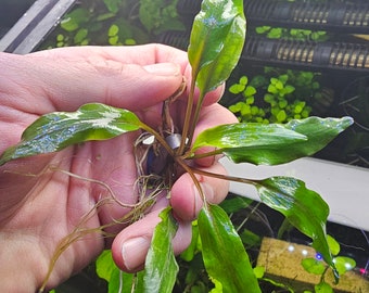 Cryptocoryne Undulata