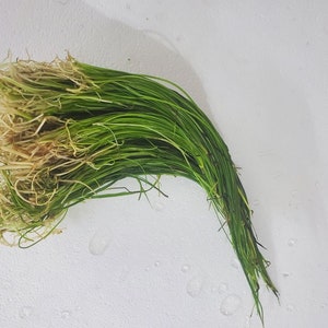 May include: A bundle of fresh green grass with light brown roots. The grass blades are long and slender, with a vibrant green color. The roots are a mix of light brown and tan, and the grass is likely used for culinary or decorative purposes.