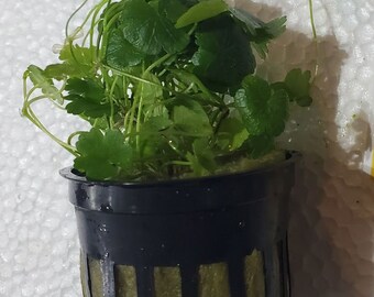 Pennywort (Japan)