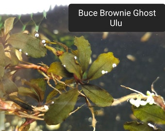 Buce Brownie Ghost Ulu