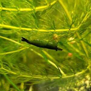 Hornwort 1 Bundle