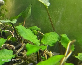 Cryptocoryne Wendtii