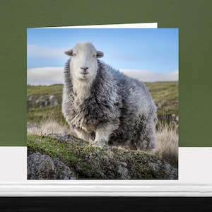 Mouton Herdwick • Carte de voeux • La région des lacs • Intérieur vierge