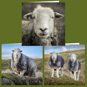 Pecore Herdwick • Set di 3 biglietti d'auguri • Il Lake District • Interno vuoto