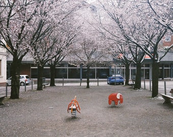 Photography of red snow mammoth