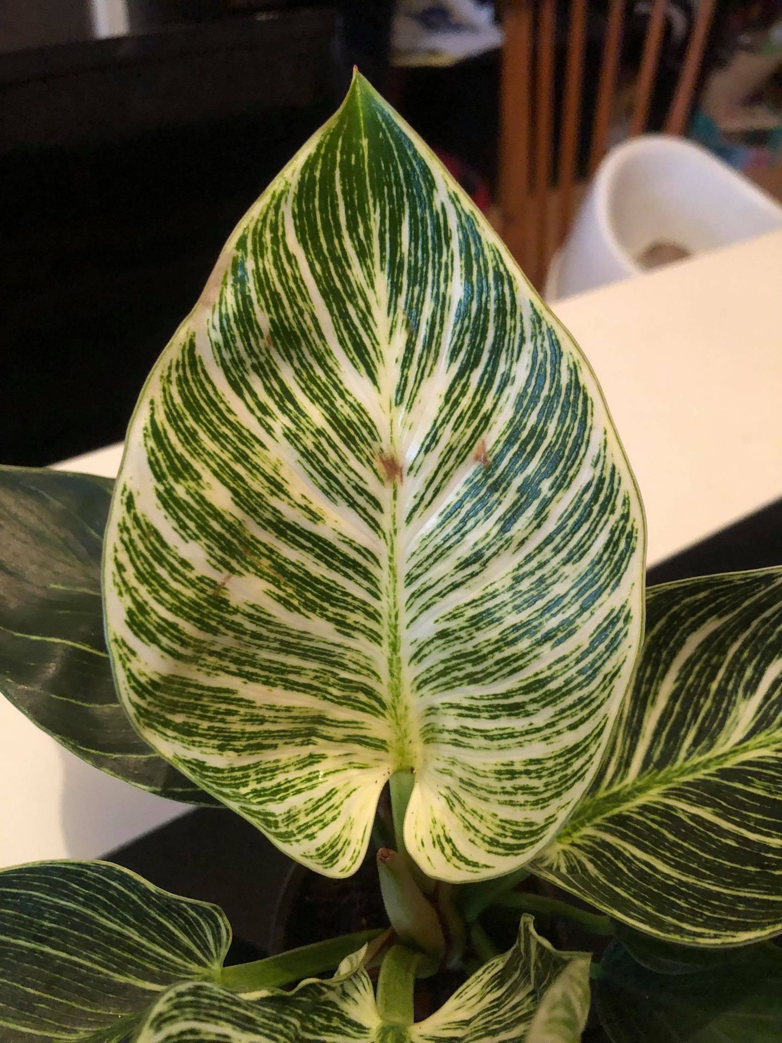 Philodendron Birkin