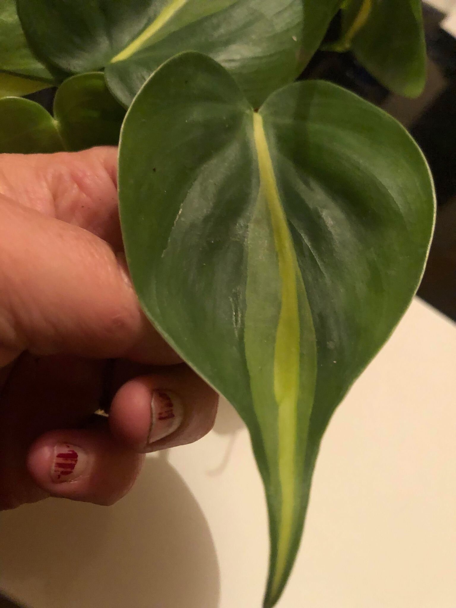 Philodendron Brasil