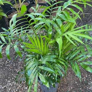 buy fake snake plants Online Artificial Snake Plants Indoor Sansevieria Trifasciata Floor Foliage  Plant in Planter – AMG main image 1
