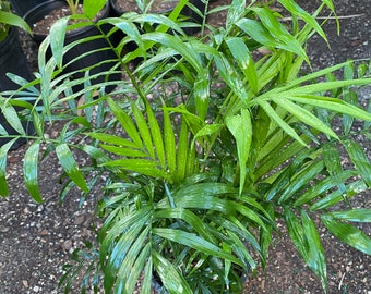 Parlor Palm (Chamaedorea elegans)