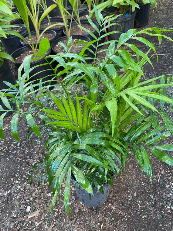 sansevieria coral black Black Coral Sansevieria Snake Plant main image 0