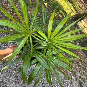 Zombia antillarum (Zombie Palm)