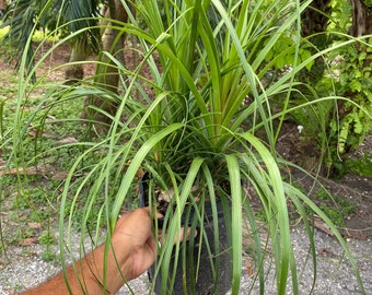 Ponytail Palm