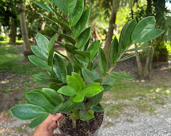 Zz Plant