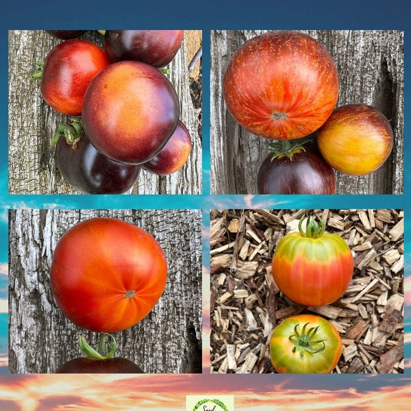 The SUNSET COLLECTION - Rare Heirloom Organic Tomato Seeds