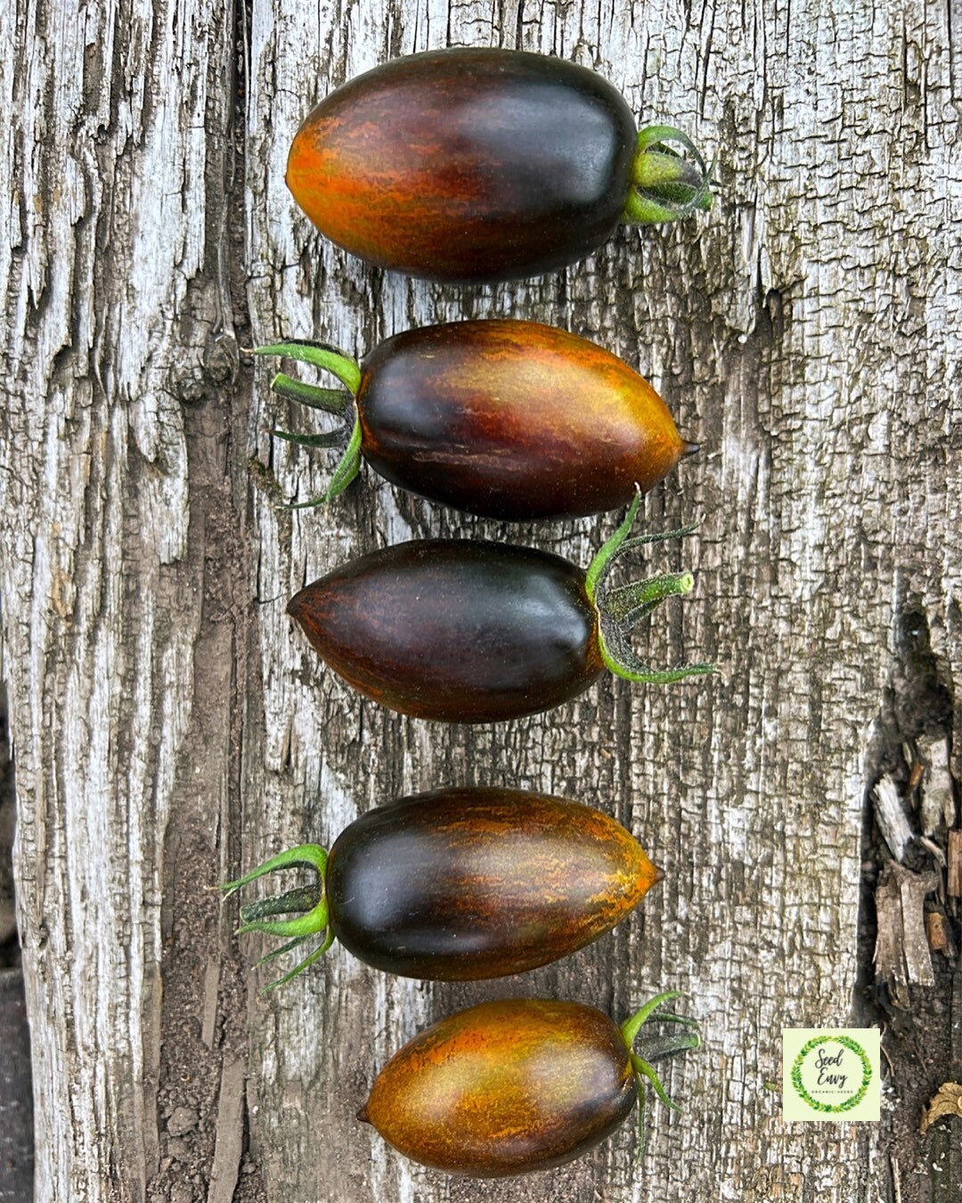 BRAD'S ATOMIC GRAPE Heirloom Tomato Organic Seeds Etsy UK