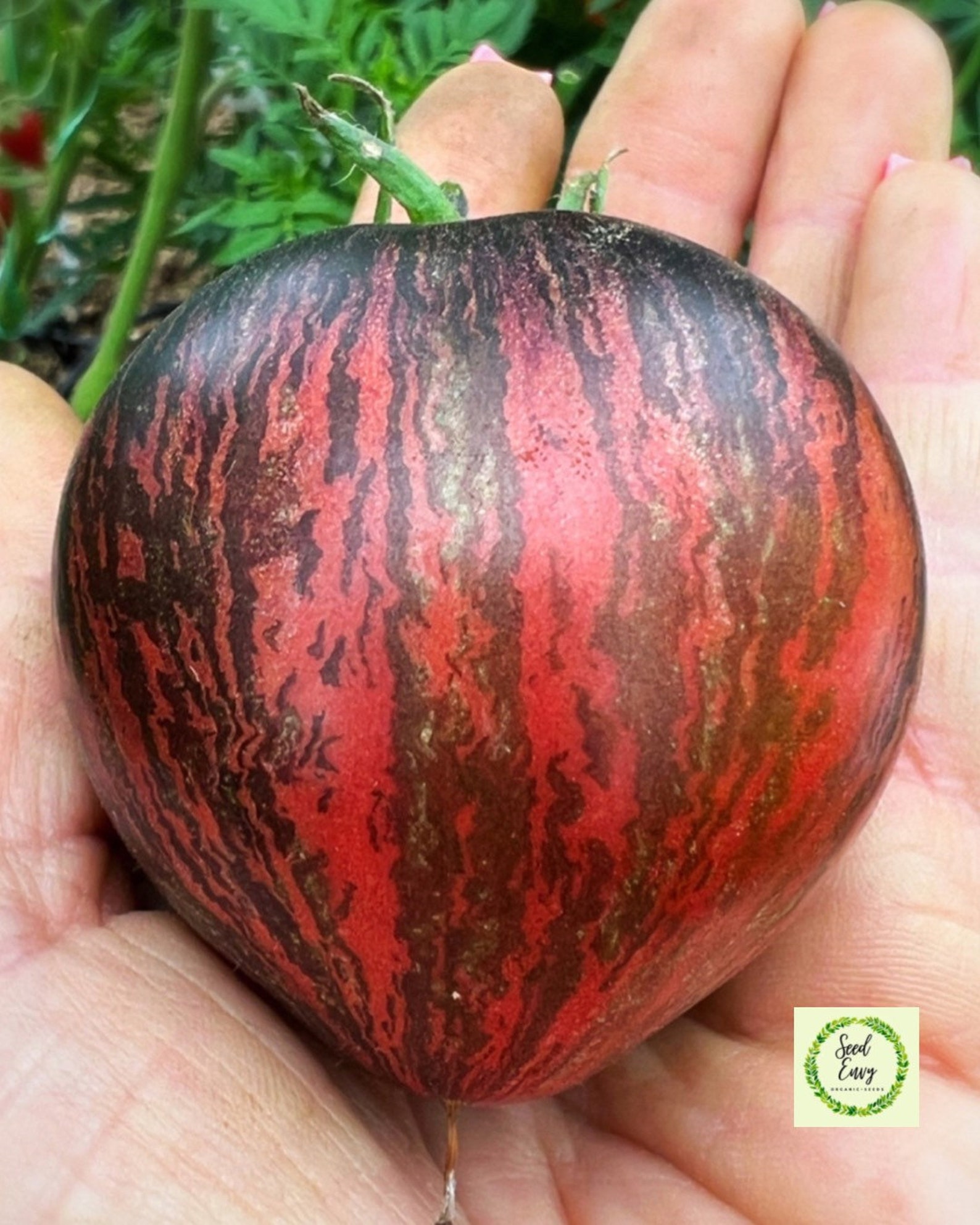 REBEL STARFIGHTER PRIME Heirloom Tomato Rare Organic Seeds Etsy Australia