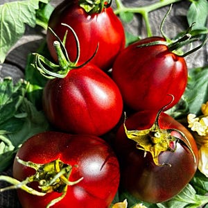 BLUE PEAR Heirloom-Tomaten - seltene Samen